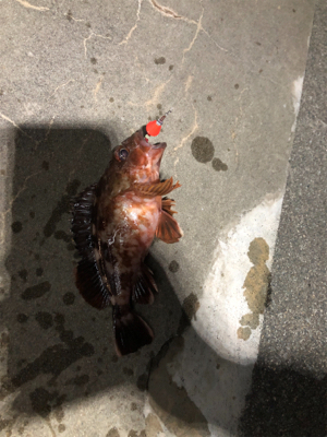 爆風の中なんとか四目達成