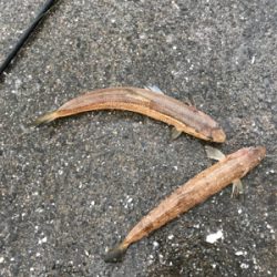 タチウオ とエギング