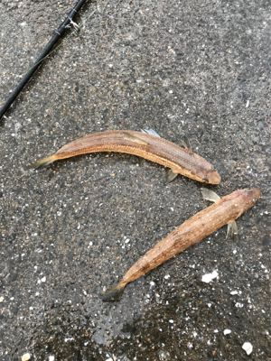 タチウオ とエギング