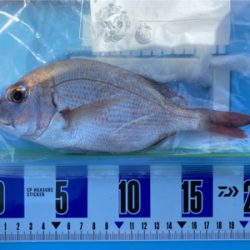 秋のカレイ、キス、五目釣り