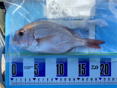 秋のカレイ、キス、五目釣り