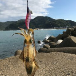 日本海エギング