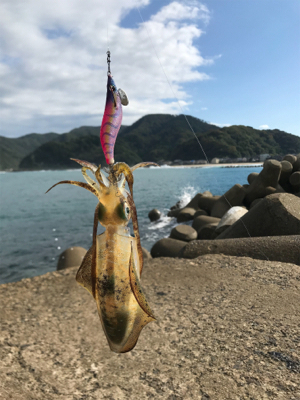 日本海エギング