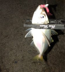 アジングナイト(コーヒー貰った)