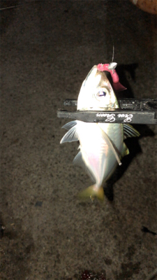 アジングナイト(コーヒー貰った)