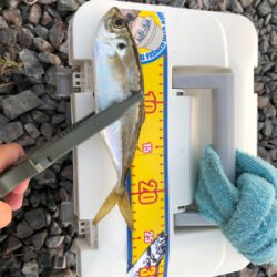 渋い中なんとかでした