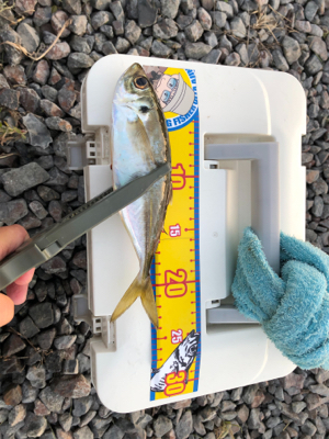 渋い中なんとかでした