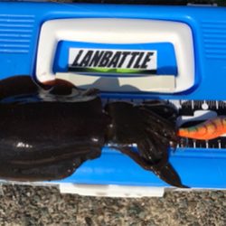 アオリイカを求めて⑬