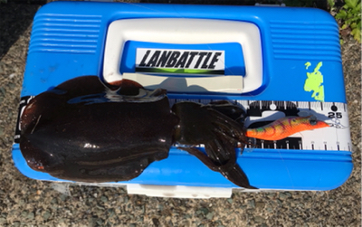 アオリイカを求めて⑬