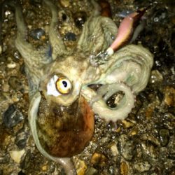 寒くて渋いエギングσ(^_^;)