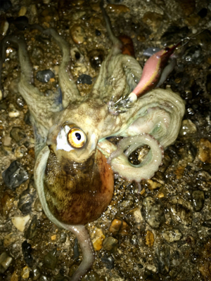 寒くて渋いエギングσ(^_^;)