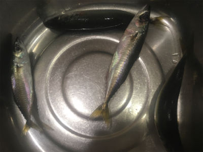 サバサバサバサバ