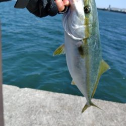 大阪湾青物ショアジギング