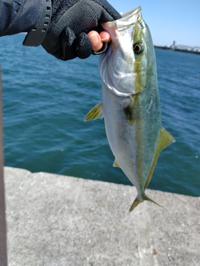 大阪湾青物ショアジギング