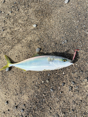 ゴールデンタイム♪