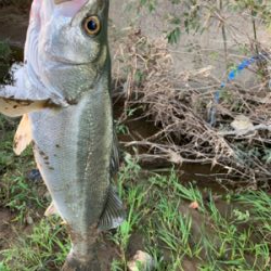 由良川/シーバス