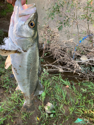 由良川/シーバス