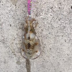 タコからのエギング