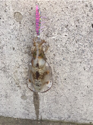 タコからのエギング