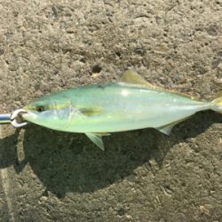 ブローウィンのアピール力