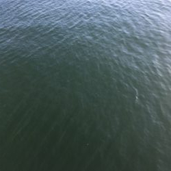 メジロはいなくなった