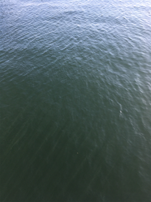 メジロはいなくなった