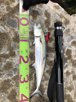 石川遠征断念からの