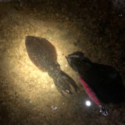 エギングチャレンジ