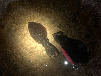 エギングチャレンジ