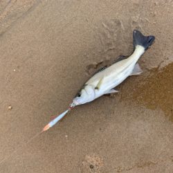 大量の小型セイゴ