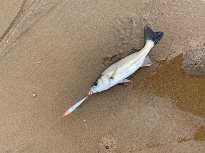 大量の小型セイゴ