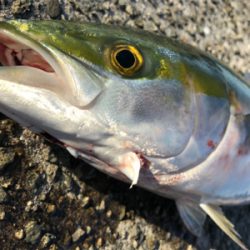 ハマチ！2020ライトゲーム第30戦