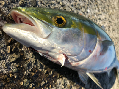 ハマチ！2020ライトゲーム第30戦