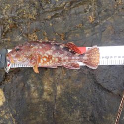 江ノ島の表磯でカサゴでした