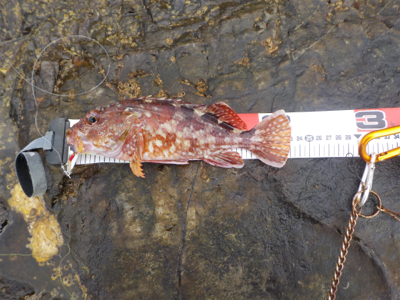 江ノ島の表磯でカサゴでした