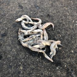 サバゲーのつもりが...