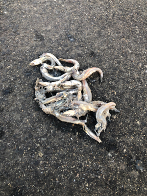 サバゲーのつもりが...