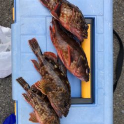 ガシラの刺身が食べたくて