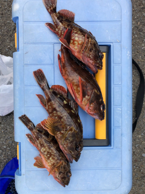 ガシラの刺身が食べたくて