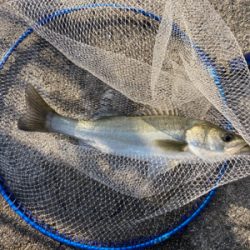 ハネのちマダイ