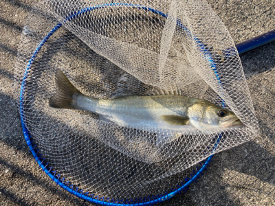 ハネのちマダイ