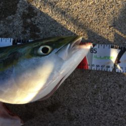 今シーズン2匹目メジロ