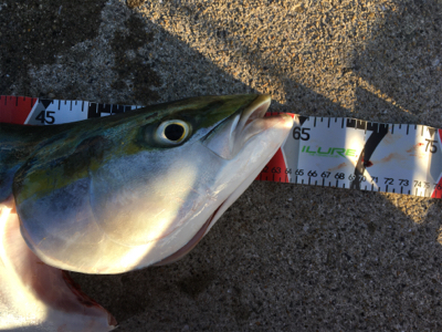 今シーズン2匹目メジロ