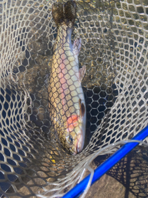 黒保根フィッシング