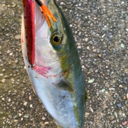 ショアジギング