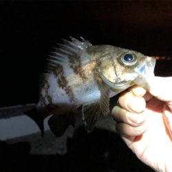 中アジ好調持続