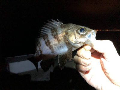 中アジ好調持続