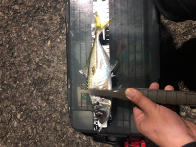 久々中アジ25センチ