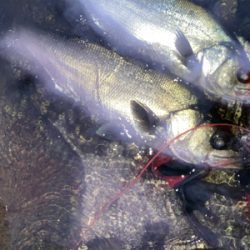 朝マズメのヒラスズキ狙いで、3本ゲット！！