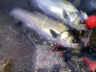 朝マズメのヒラスズキ狙いで、3本ゲット！！